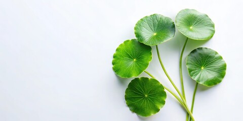 Minimalist illustration of Gotu Kola Centella asiatica on white background