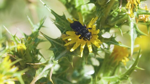 Blue-black wild bees probably Ceratina collect nectar and pollen from the golden thistle (Scolymus hispanicus). Crimea. Arabatskaya Strelka semi-desert