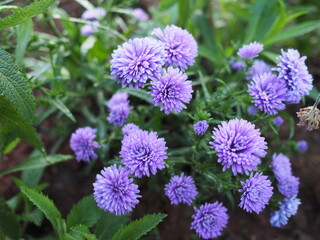Purple China Aster flowers soaked in morning dew, wet petals of White Aster, Heath Aster Scientific name Symphyotrichum ericoides (L.) G.L.Nesom. Michaelmas Daisy Flowers are clustered at tip of stem.