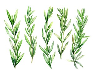 Fototapeta premium Watercolor of Aromatic Rosemary Leaves in Soft Green Tones Symbolizing Simplicity and Nature