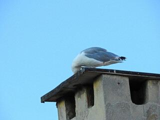 White seagull standing on chimney