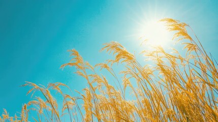Golden rice heads swaying in the breeze under the warm sun with a clear blue sky.