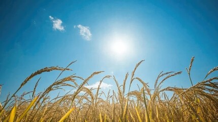 Obraz premium Golden rice heads swaying in the breeze under the warm sun with a clear blue sky.