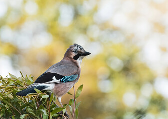 bird on a tree