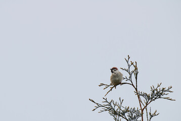 bird on a branch