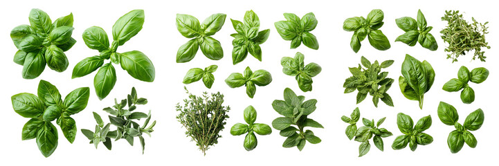 Fresh green herbs isolated on transparent PNG background image perfect for food-themed illustrations or vegetarian designs