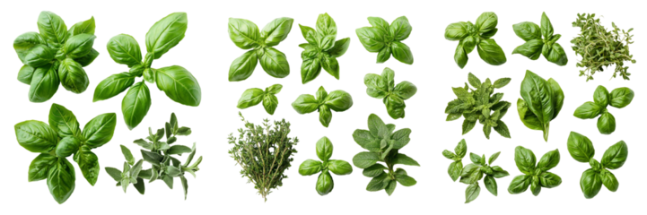 Fresh green herbs isolated on transparent PNG background image perfect for food-themed illustrations or vegetarian designs