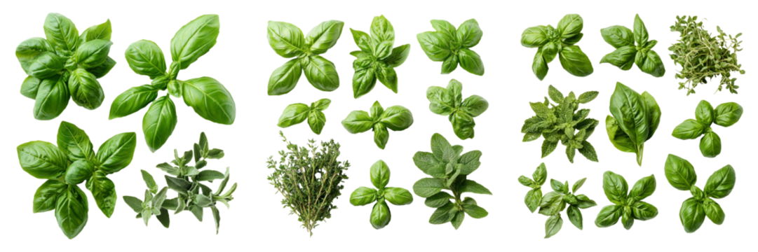 Fresh green herbs isolated on transparent PNG background image perfect for food-themed illustrations or vegetarian designs