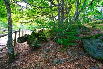 Green forest full of light on the ascent of the black lagoon in Picos de Urbion
