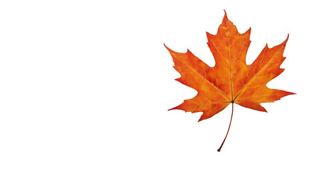 Fototapeta premium A vibrant yellow maple leaf, perfectly capturing the essence of fall, isolated on white. Ideal for designs related to autumn, nature, and seasonal themes.