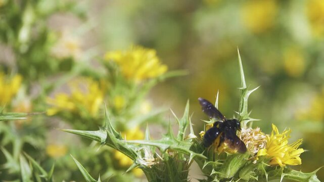 Blue-black wild bees probably Ceratina collect nectar and pollen from the golden thistle (Scolymus hispanicus). Crimea. Arabatskaya Strelka semi-desert