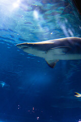 Fototapeta premium 大洗水族館のサメ