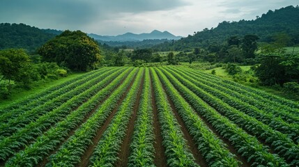 Aerial view of a vast green field of crops stretching towards a mountainous backdrop under a partly cloudy sky.