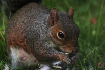 A stunning animal portrait of a single squirrel. The squirrel is hungry and hunting for food.