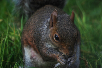 A stunning animal portrait of a single squirrel. The squirrel is hungry and hunting for food.