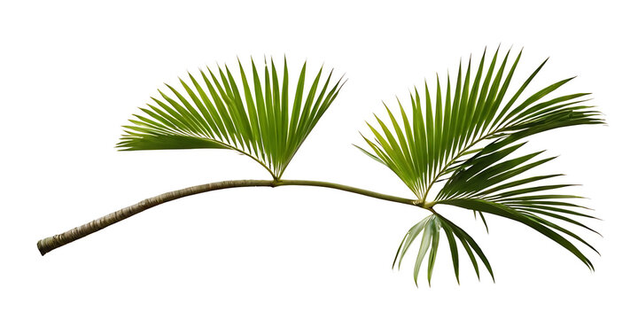 This image showcases the beauty of nature with two lush palm leaves extended gracefully from a curved branch. Perfect for projects related to nature, travel, or tropical themes.