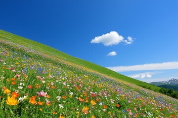 Fototapeta premium Vibrant wildflower field under a bright blue sky with fluffy clouds.