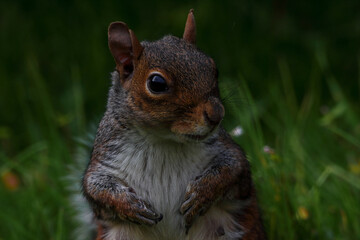 A stunning animal portrait of a single squirrel. The squirrel is hungry and hunting for food.