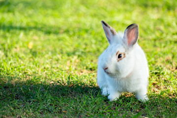 Cute little white rabbit on green grass with natural bokeh as background during spring warm summer day. Young adorable bunny playing in garden and sunlight morning.