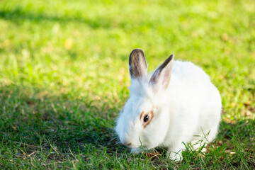 Cute little white rabbit on green grass with natural bokeh as background during spring warm summer day. Young adorable bunny playing in garden and sunlight morning.