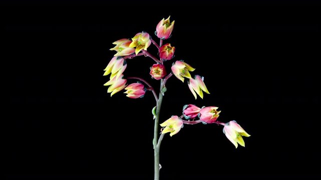 Succulent Echeveria Flowers Blooms in Time Lapse on a Black Background