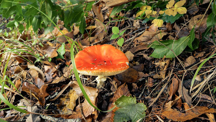 A Dangerous Mushroom In The Forest Close Up