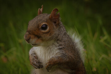 A stunning animal portrait of a single squirrel. The squirrel is hungry and hunting for food.