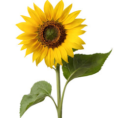 Fototapeta premium Bright and cheerful sunflower with green leaves, isolated on white. Perfect for summer designs, nature themes, or adding a pop of color.**