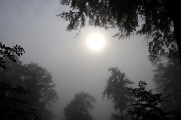 The sun shines through the mist in the forest. Looking up.