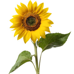 Obraz premium Bright and cheerful sunflower with green leaves, isolated on white. Perfect for summer designs, nature themes, or adding a pop of color.**