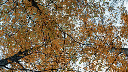 Looking The Leaves Of The Trees From Above