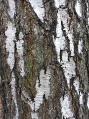 wood texture, birch bark