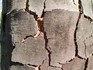 Close-up view of a weathered tree bark exhibiting deep cracks in a sunlit forest setting ideal for...