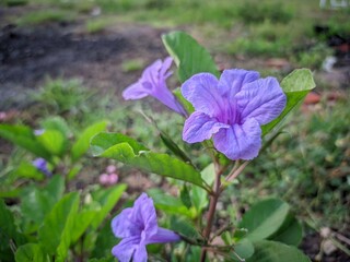 Purple Kencana (Ruellia angustifolia) is in bloom with its bright purple petals. Purple Kencana is one of the purple, pink or blue flowering plants that comes from the Acanthaceae family.