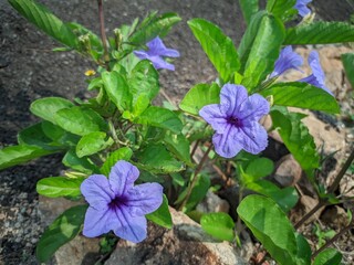 Purple Kencana (Ruellia angustifolia) is in bloom with its bright purple petals. Purple Kencana is one of the purple, pink or blue flowering plants that comes from the Acanthaceae family.