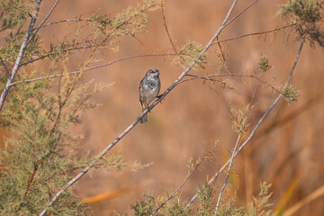 bird, nature, sparrow, tree, wildlife, animal, branch, brown, beak, white, winter, flower, wild, feathers, spring, sky