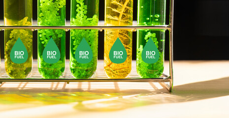 Algae fuel biofuel industry lab researching for alternative to fossil algae fuel or algal biofuel....