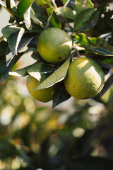This image reflects the beauty of Mediterranean citrus farming and the peaceful atmosphere of a Greek orchard, perfect for showcasing freshness and nature’s bounty.