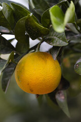 A vibrant photo of ripe oranges growing on a tree in a sunny Greek garden. 