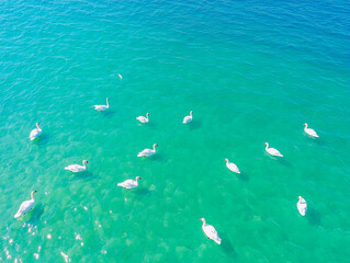 Obraz premium Aerial view of flock of swans