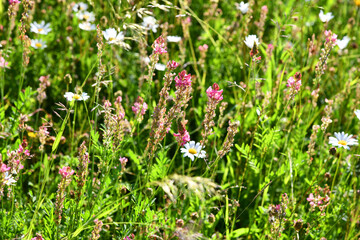 Sommerliche Wildblumenwiese