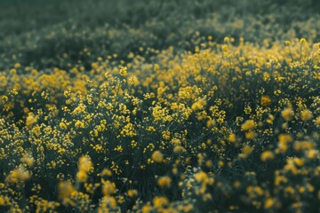 Obraz premium Seemingly endless field of yellow mustard plants in bloom. digital ai art
