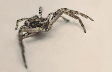 spider on the wall
