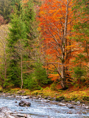 Obraz premium landscape with river in autumn. scenery of synevyr national park in carpathian mountain of ukraine. trees in colorful foliage. sunny weather. fall season background