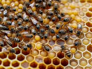 Bee larvae, cocoons and pollen in honeycombs close-up 