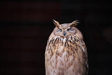 和歌山県の大紀町にある大内山動物園のミミズク