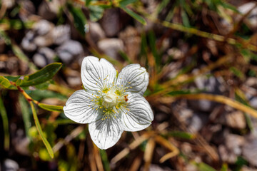 Close up of buttercup flower