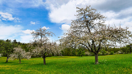 Herrliche Streuobstwiese