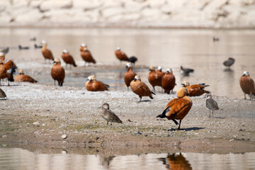 Tadorna ferruginea,bird, nature, animal, wildlife, water, sea, birds, seagull, beak, wild, beach, gull, fly, ocean, feather, feathers, heron, wings, white, coast, duck