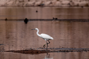 bird, egret, heron, white, animal, nature, water, wildlife, beak, wild, lake, great, feathers, birds, feather, sea, standing, pond, great egret, wetland, swan